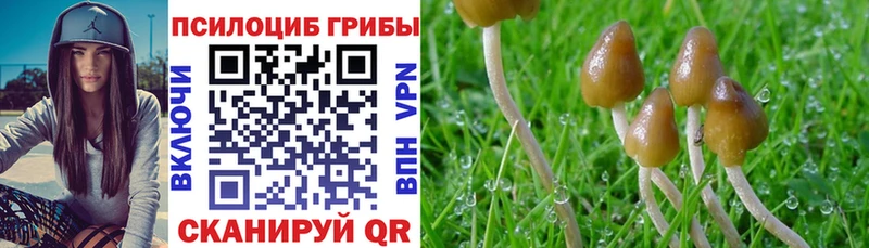 Псилоцибиновые грибы MAGIC MUSHROOMS  Купить закладки  Верхний Тагил 